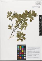 Foto von Salix myrsinifolia Salisb.